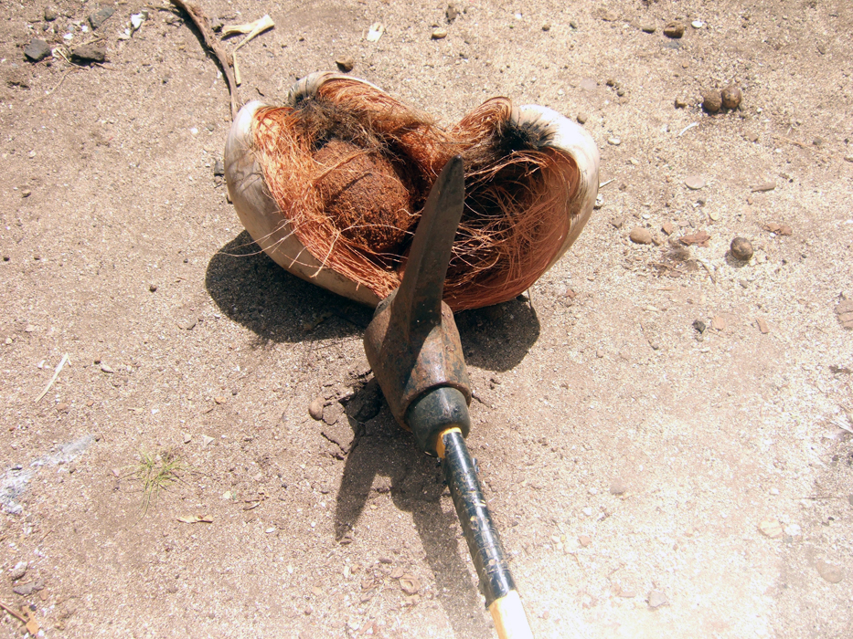 coconut01.jpg